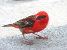 red finch